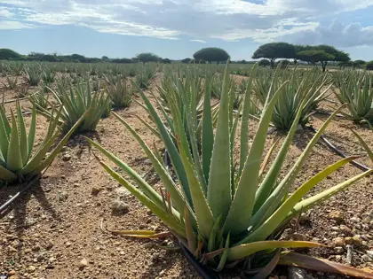 Aruba-Aloe-2-scaled-1